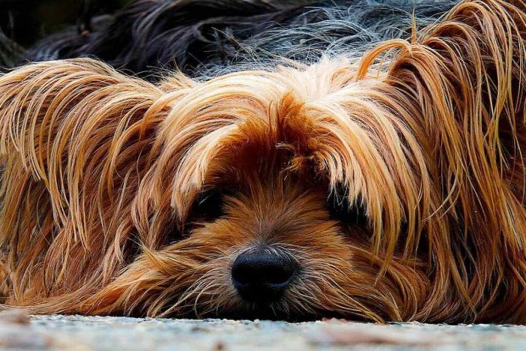 cane
