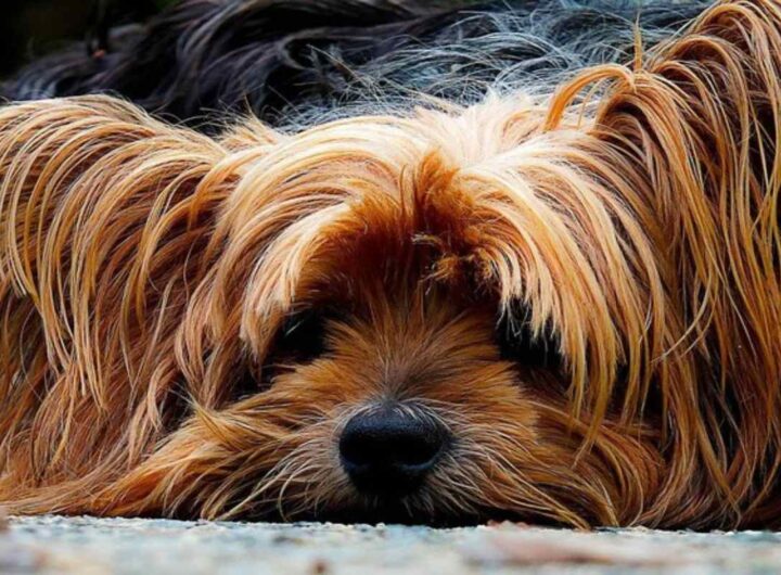 cane