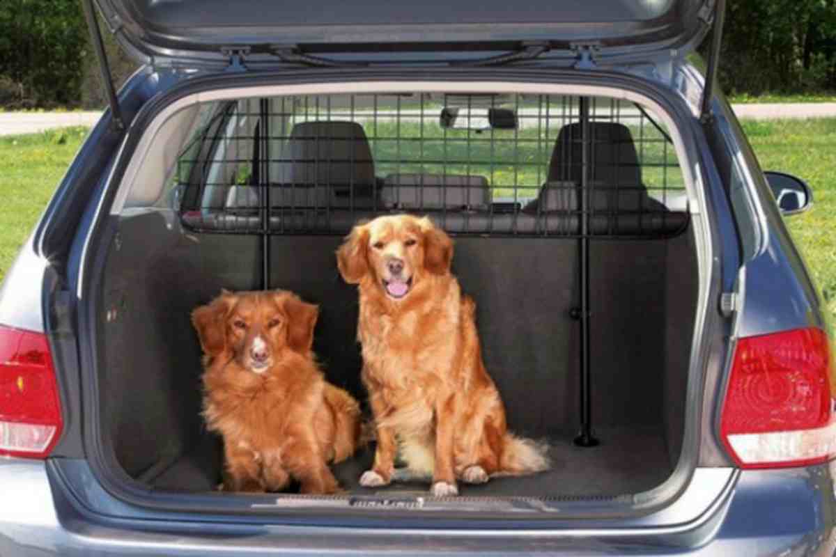 Cani seduti in auto