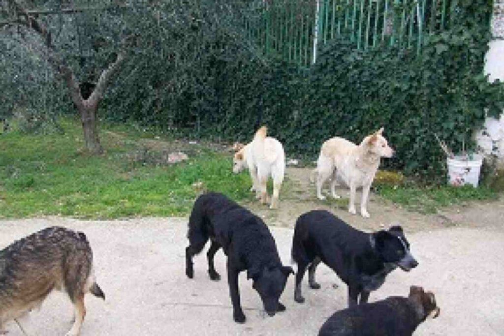 Cani randagi