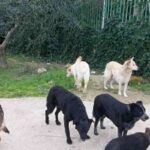 Cani randagi