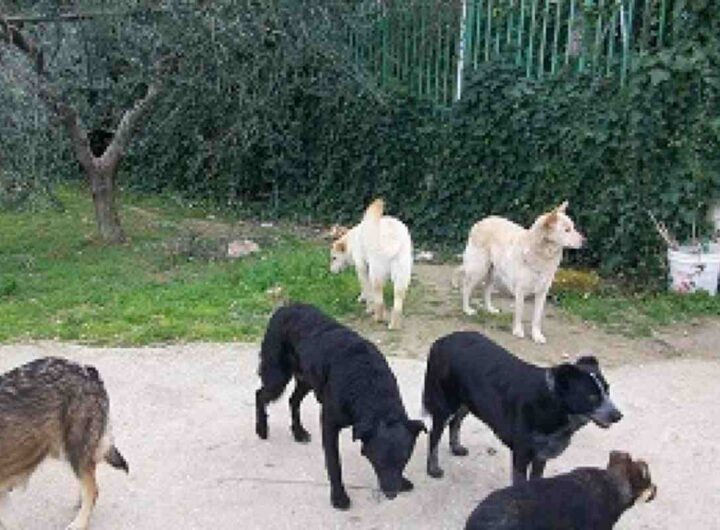 Cani randagi
