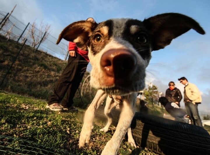 Un cane