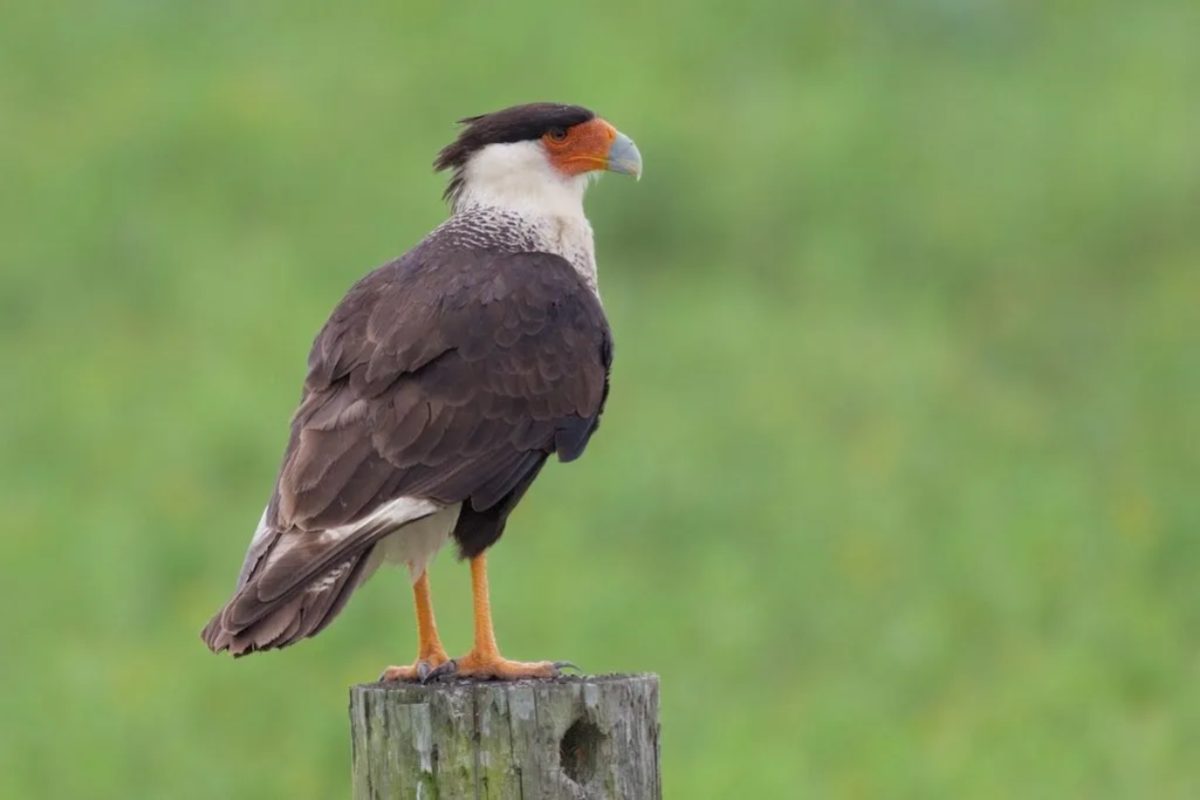 caracara di Darwin