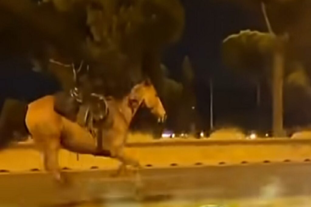 I cavalli in corsa sulla Colombo