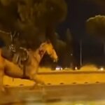 I cavalli in corsa sulla Colombo