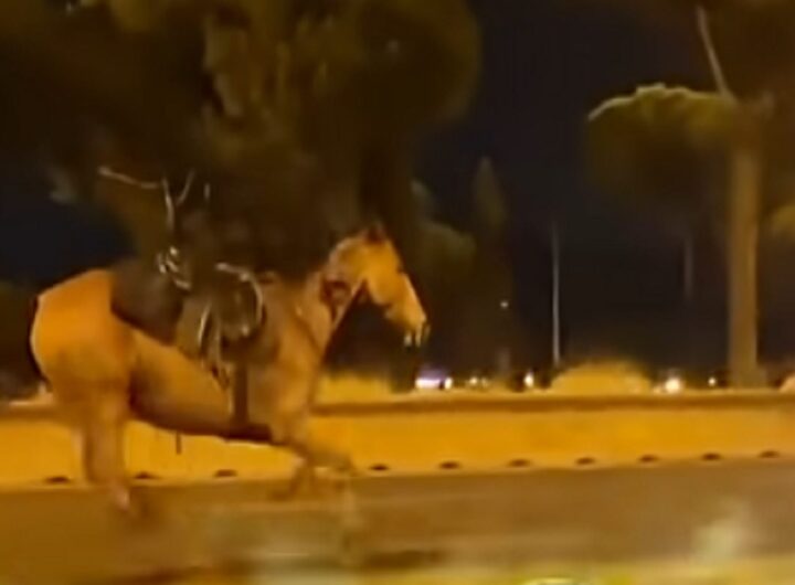 I cavalli in corsa sulla Colombo