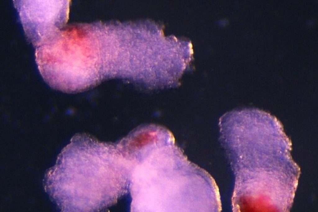 Cellule del sangue
