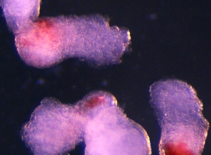 Cellule del sangue