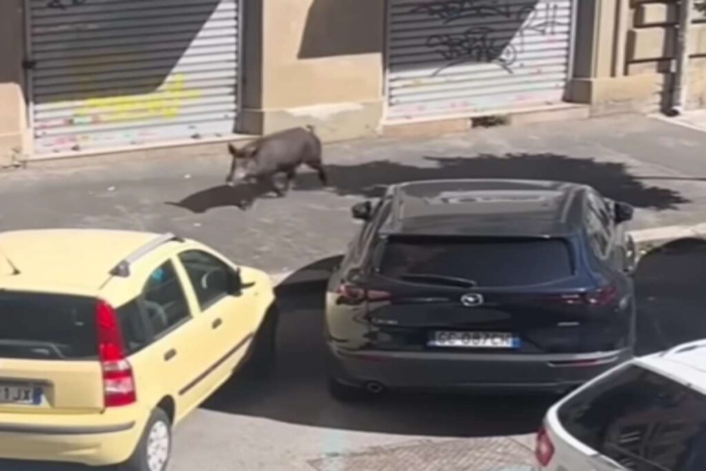 Cinghiale a Roma