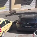 Cinghiale a Roma