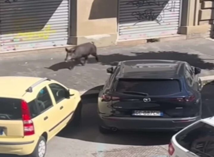 Cinghiale a Roma