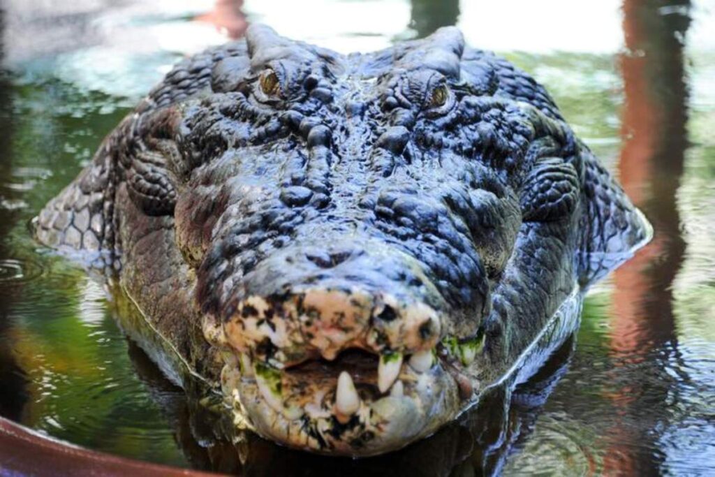 coccodrillo
