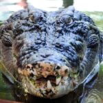 coccodrillo