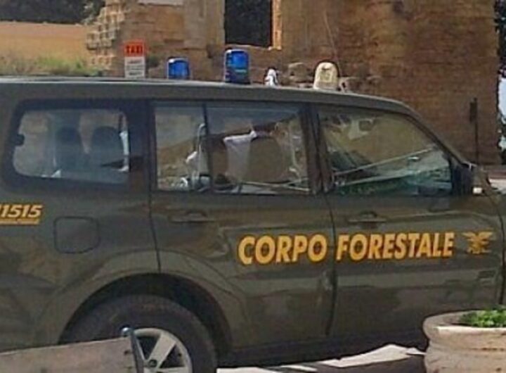 gattopardo