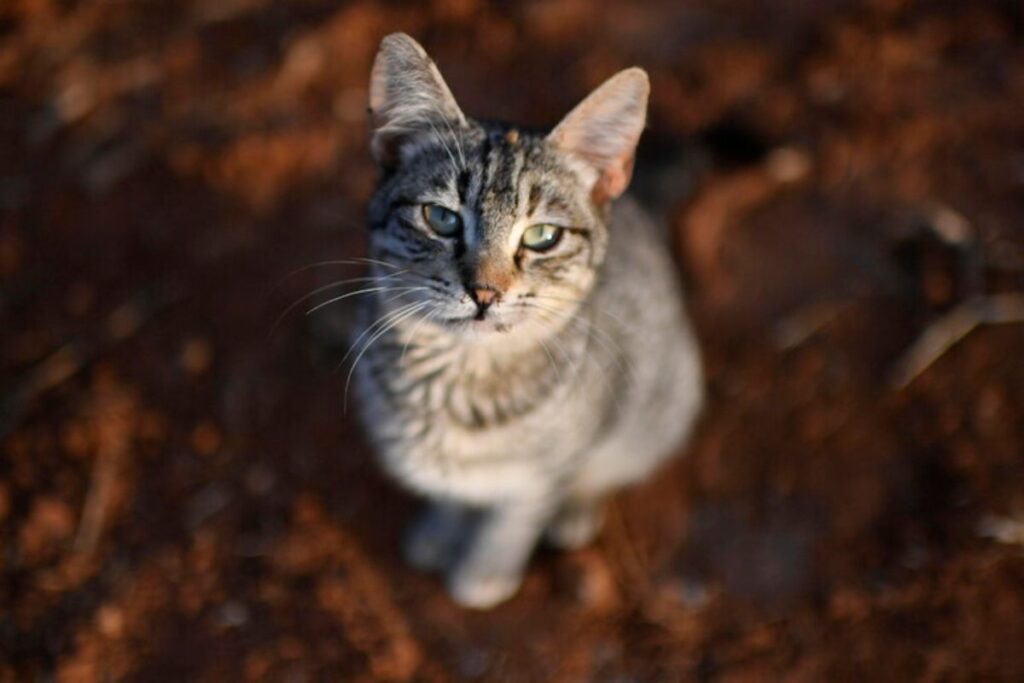 gatto