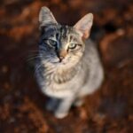 gatto