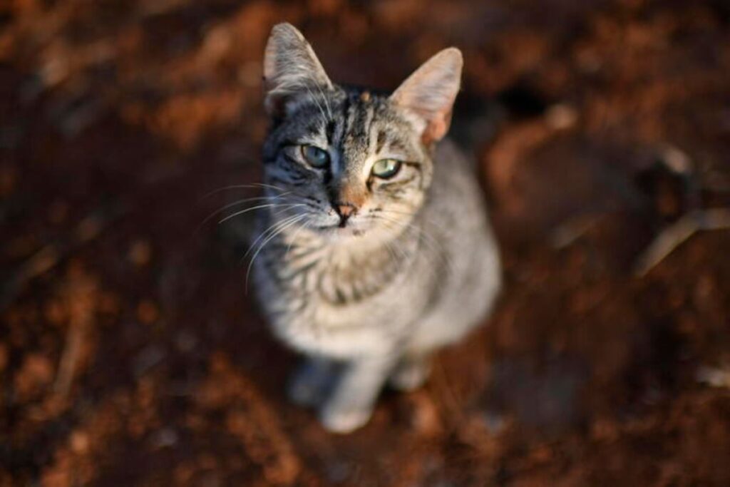 gatto aviaria