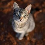 gatto aviaria