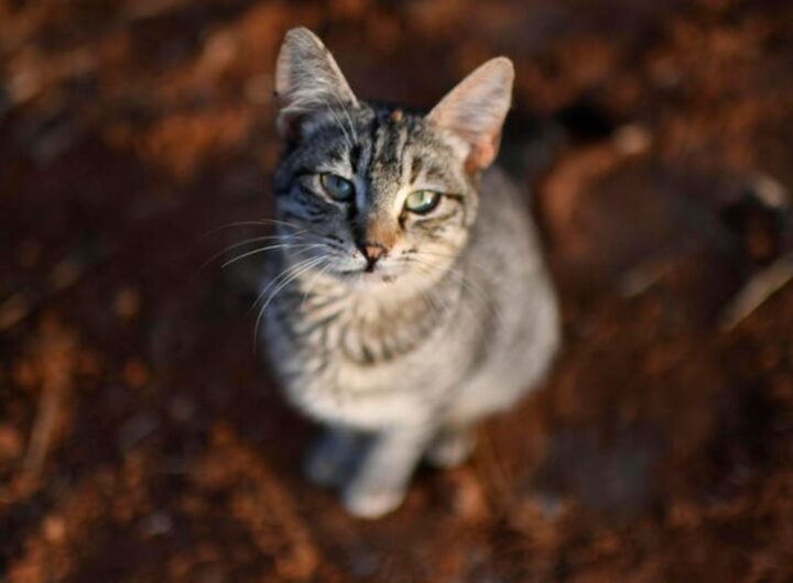 gatto aviaria