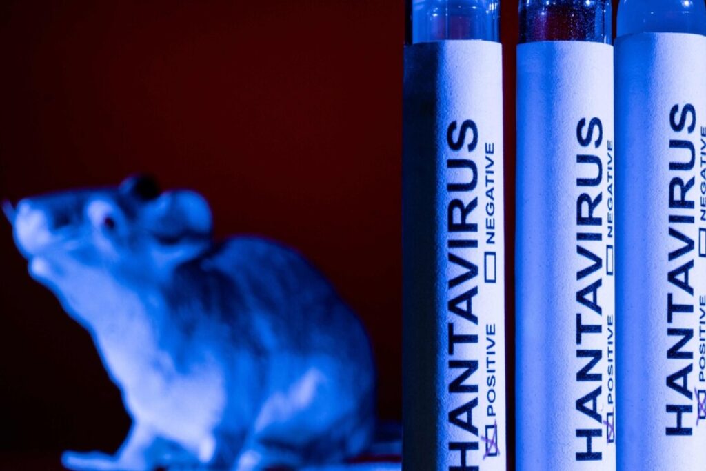 Una foto di repertorio sull'Hantavirus