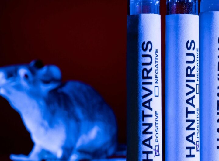 Una foto di repertorio sull'Hantavirus