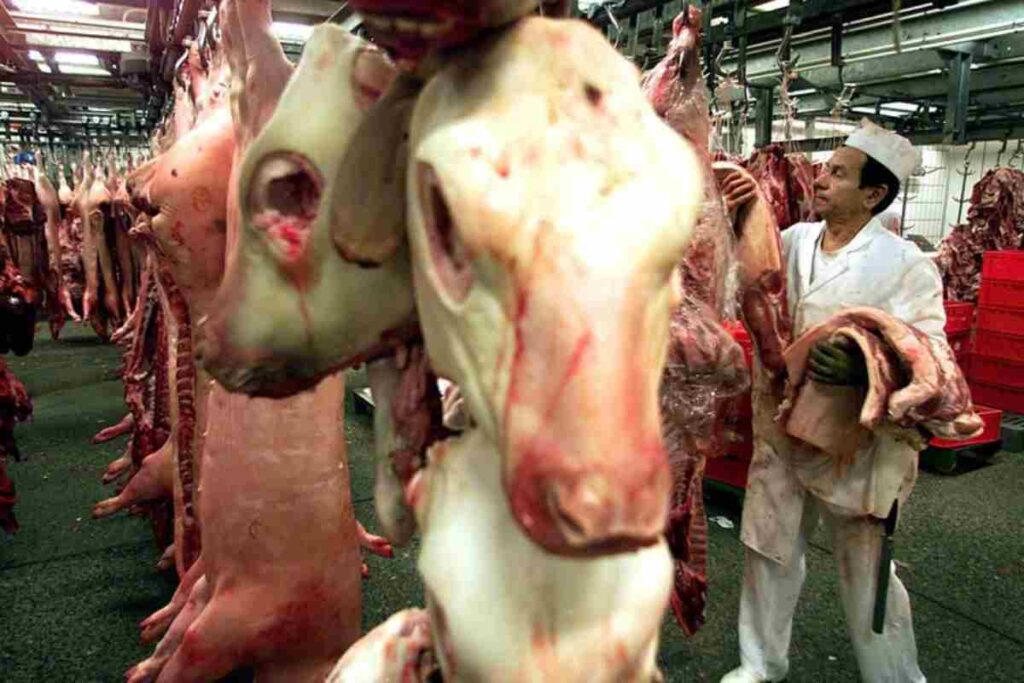 Una mucca in un macello