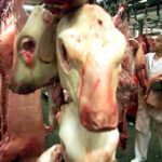 Una mucca in un macello
