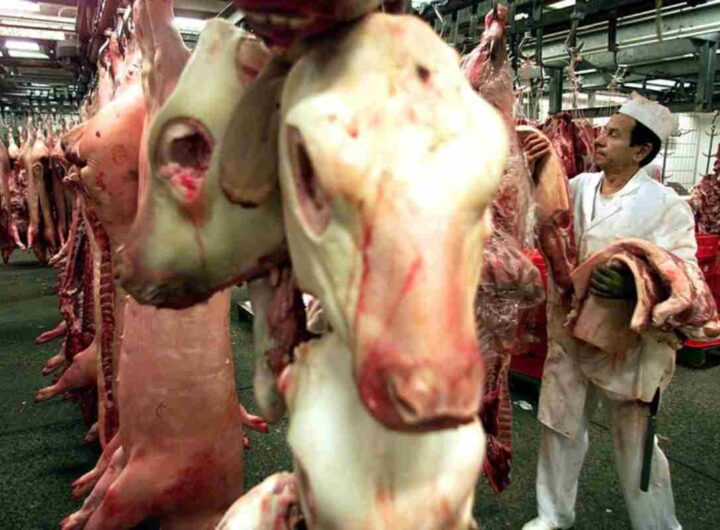 Una mucca in un macello