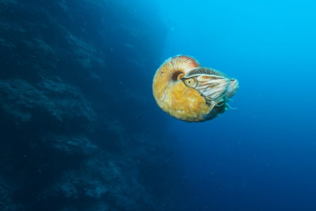 mollusco