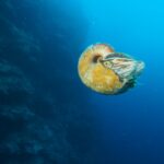 mollusco