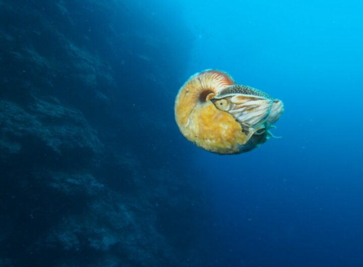 mollusco