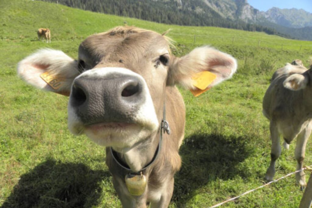 mucca