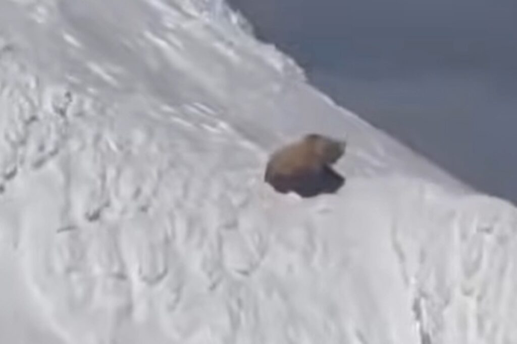 orso neve alaska