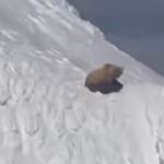 orso neve alaska