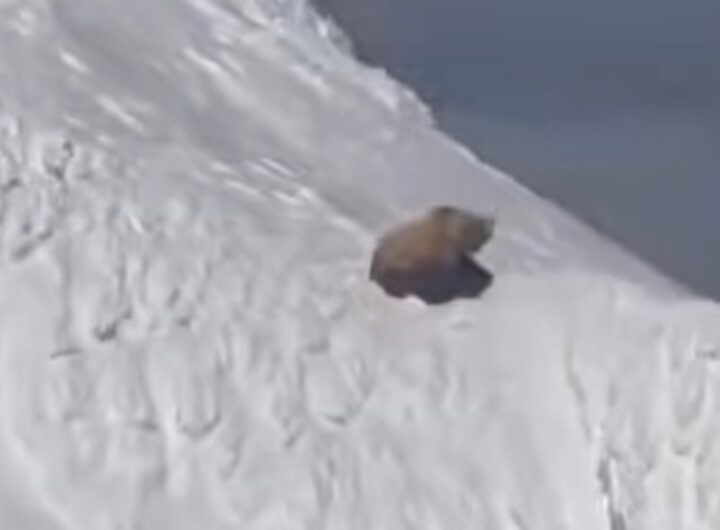 orso neve alaska