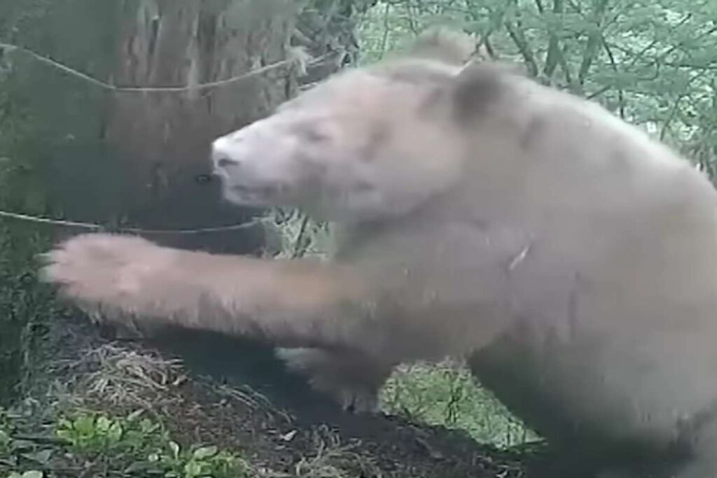 Panda bianco gigante