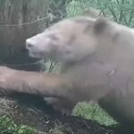 Panda bianco gigante