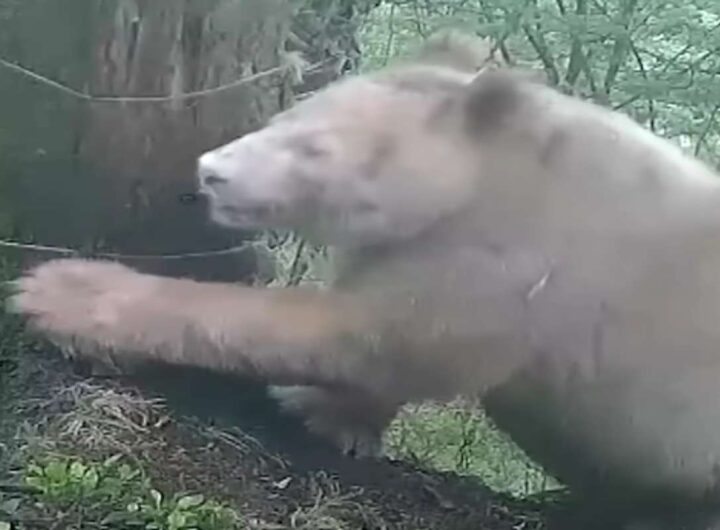 Panda bianco gigante