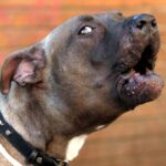 pitbull