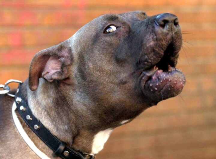 pitbull