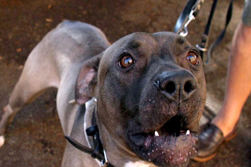 Un pitbull
