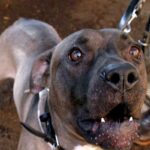 Un pitbull