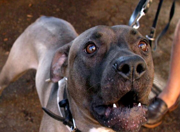 Un pitbull
