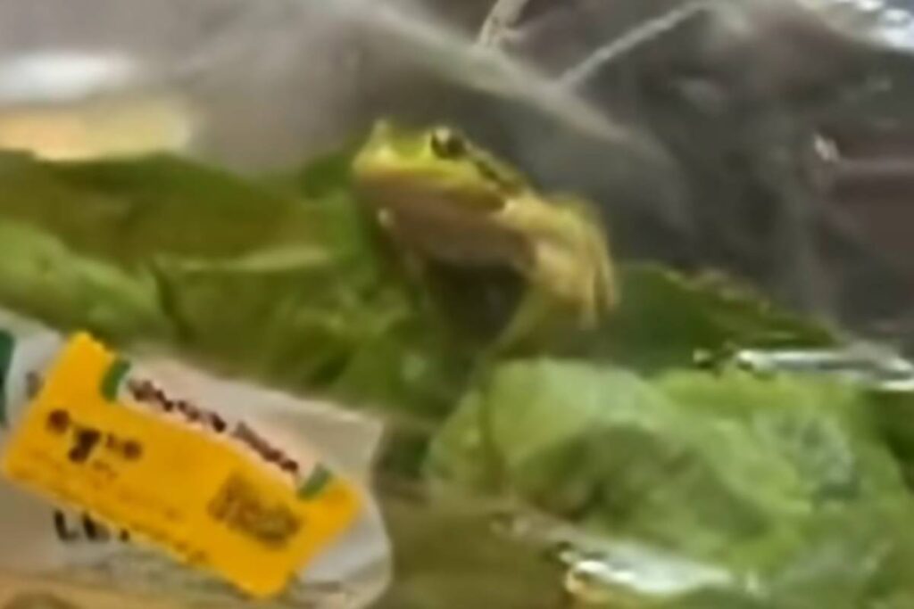 Rana nella busta di insalata