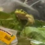 Rana nella busta di insalata