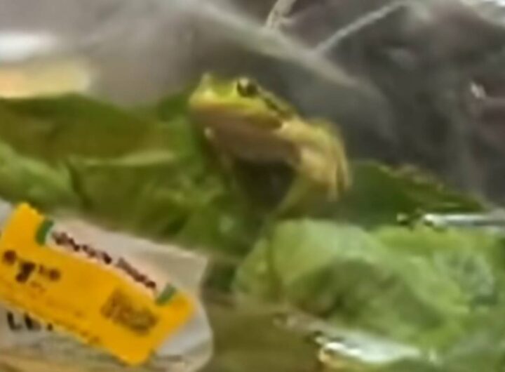 Rana nella busta di insalata