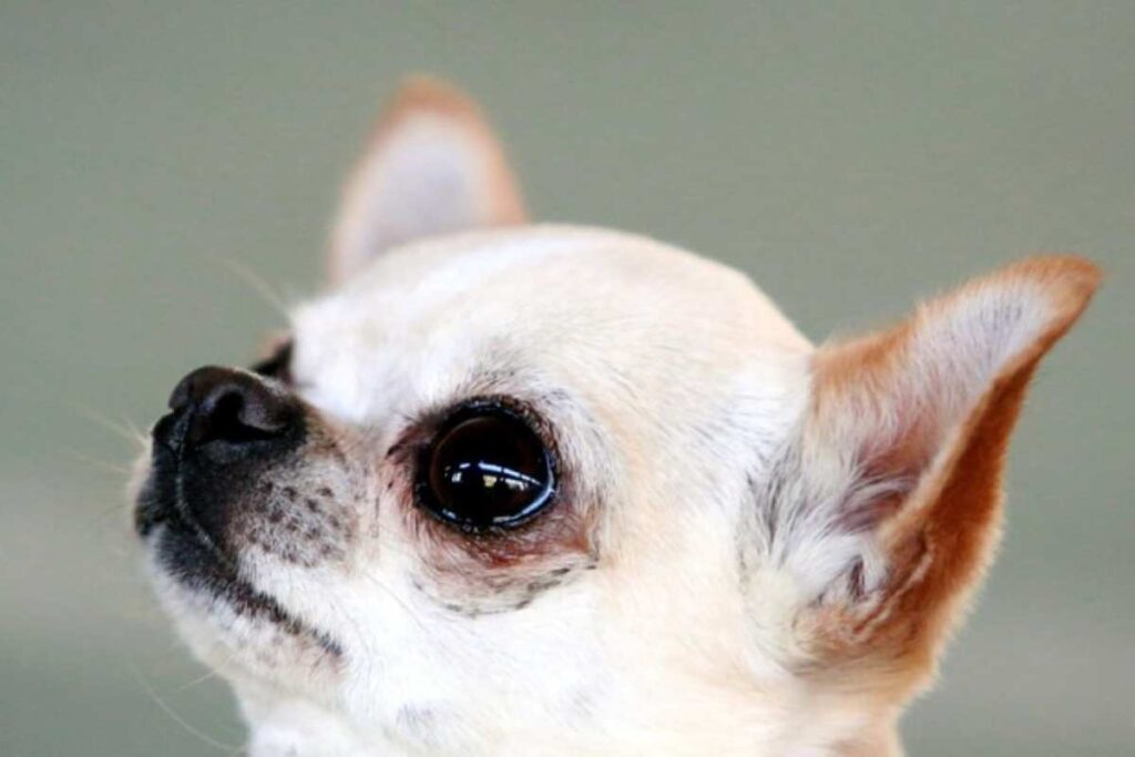 Roma, chihuahua di 15 anni chiuso in una busta di plastica e gettato via: salvato da un passante