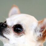 Roma, chihuahua di 15 anni chiuso in una busta di plastica e gettato via: salvato da un passante