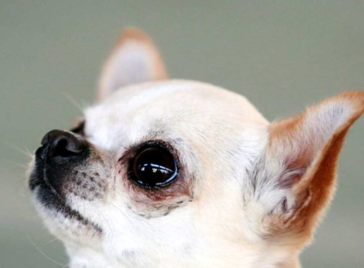 Roma, chihuahua di 15 anni chiuso in una busta di plastica e gettato via: salvato da un passante